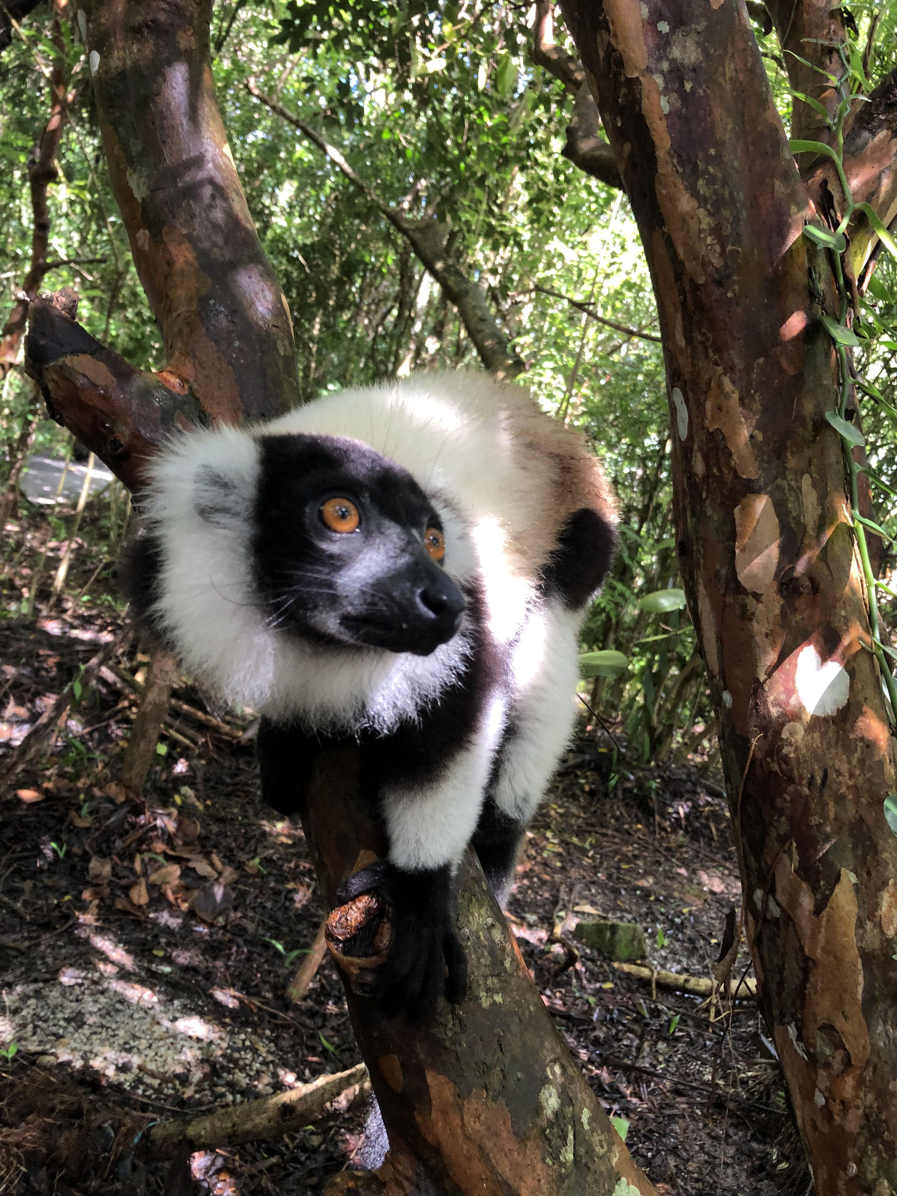 Lemur