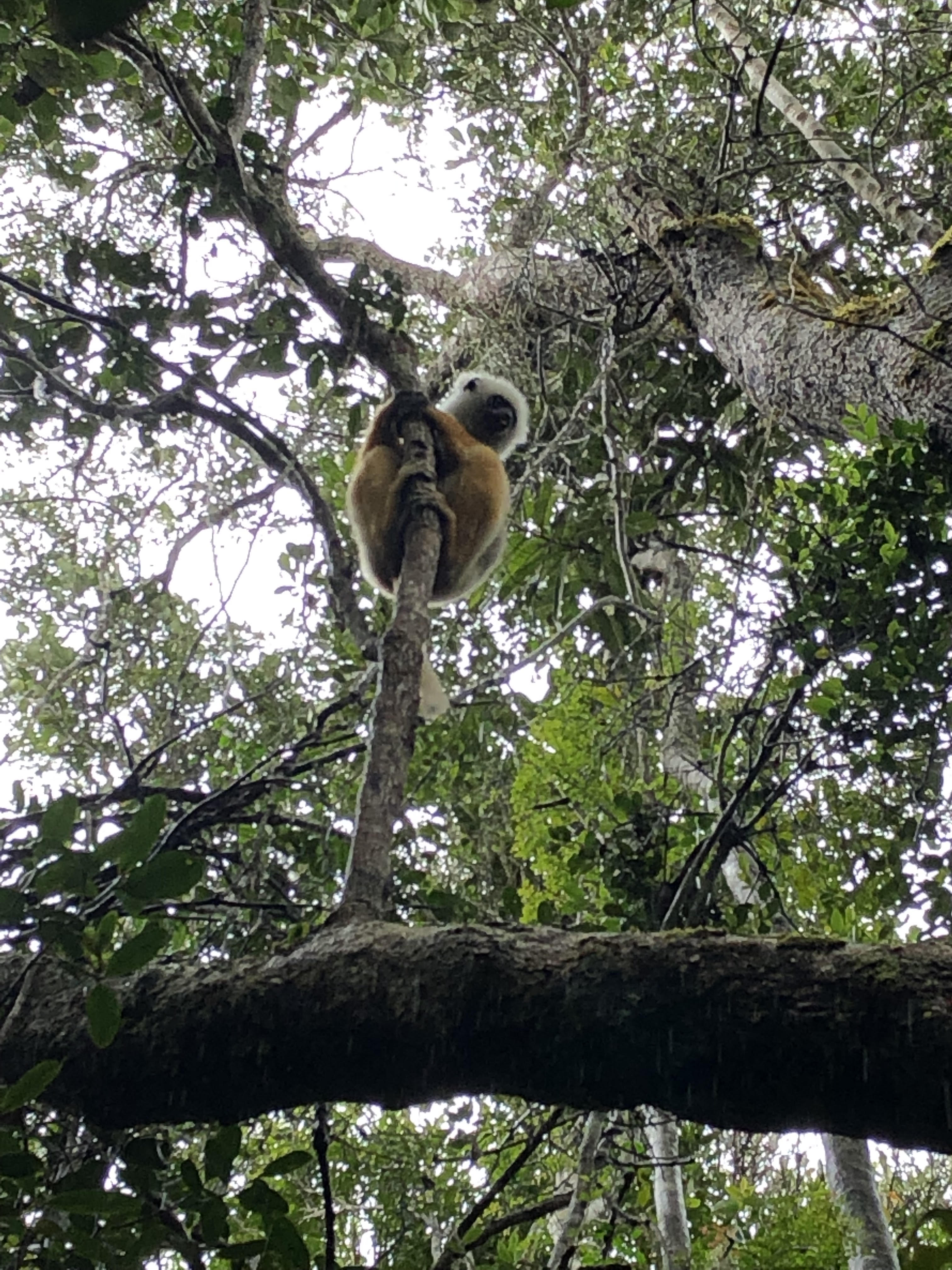 Golden Sifaka