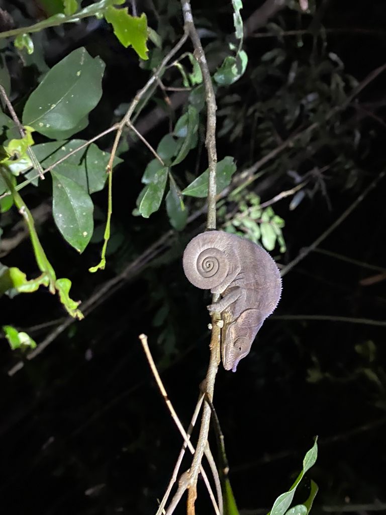 Night Chameleon