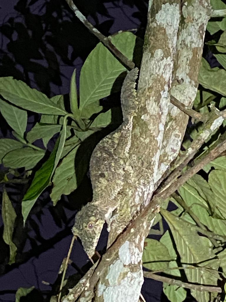 Leaf Tailed Gecko