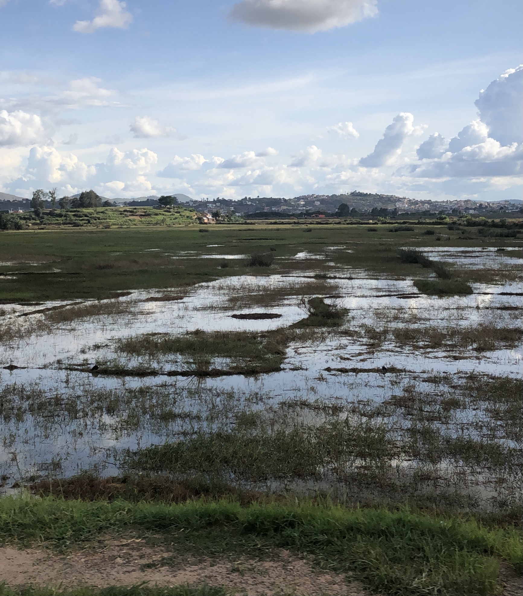 Rice paddy