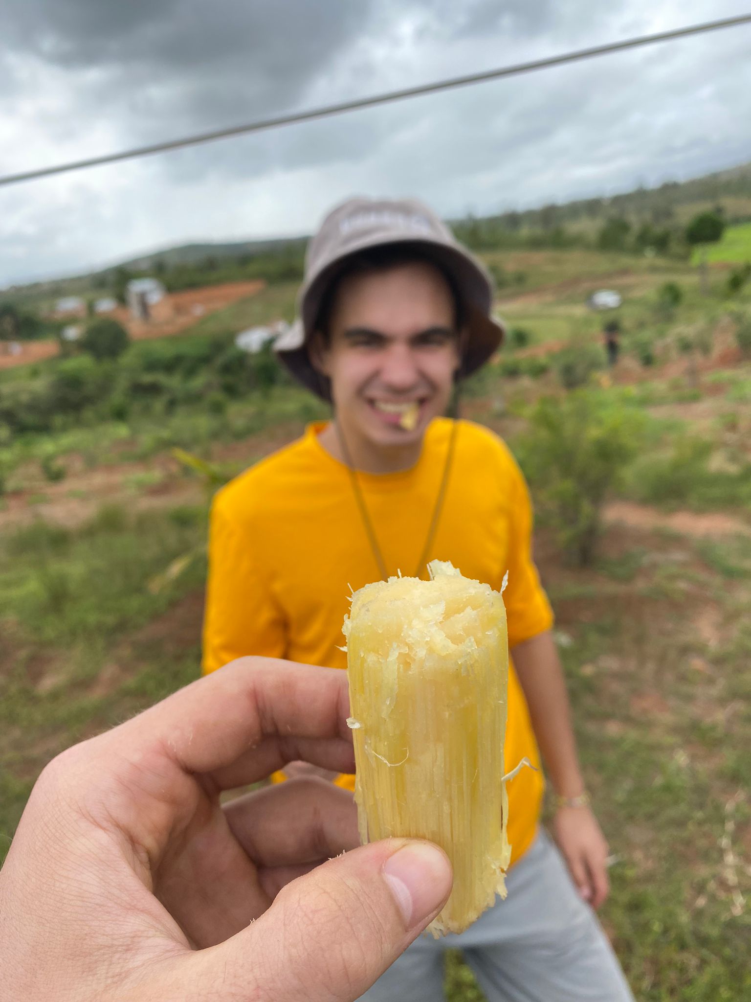 Sugar Cane