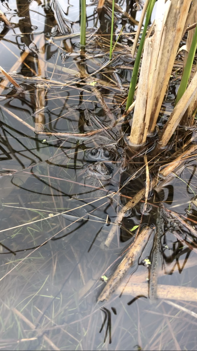 Toads in Amplexus