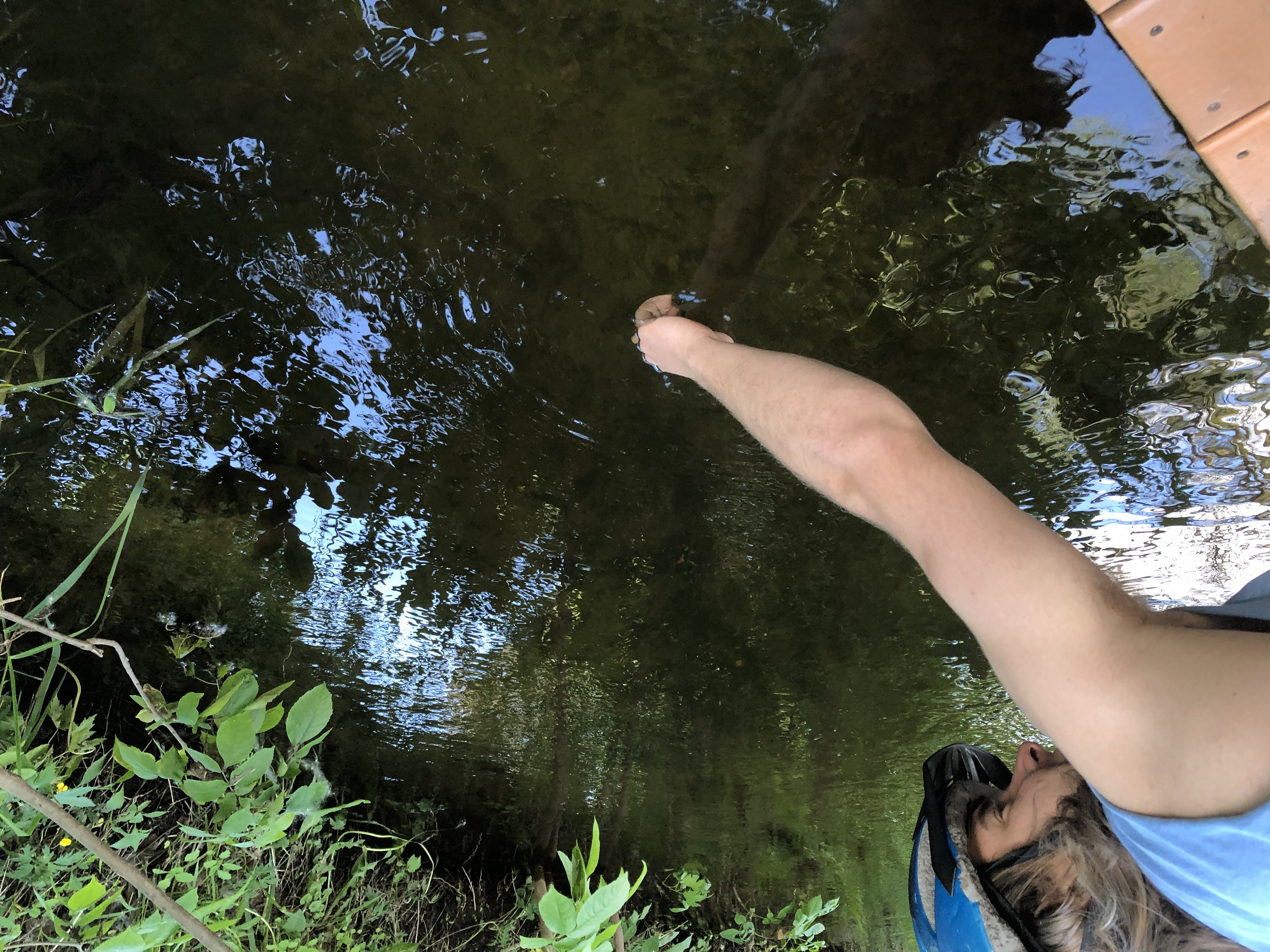 Mussel release