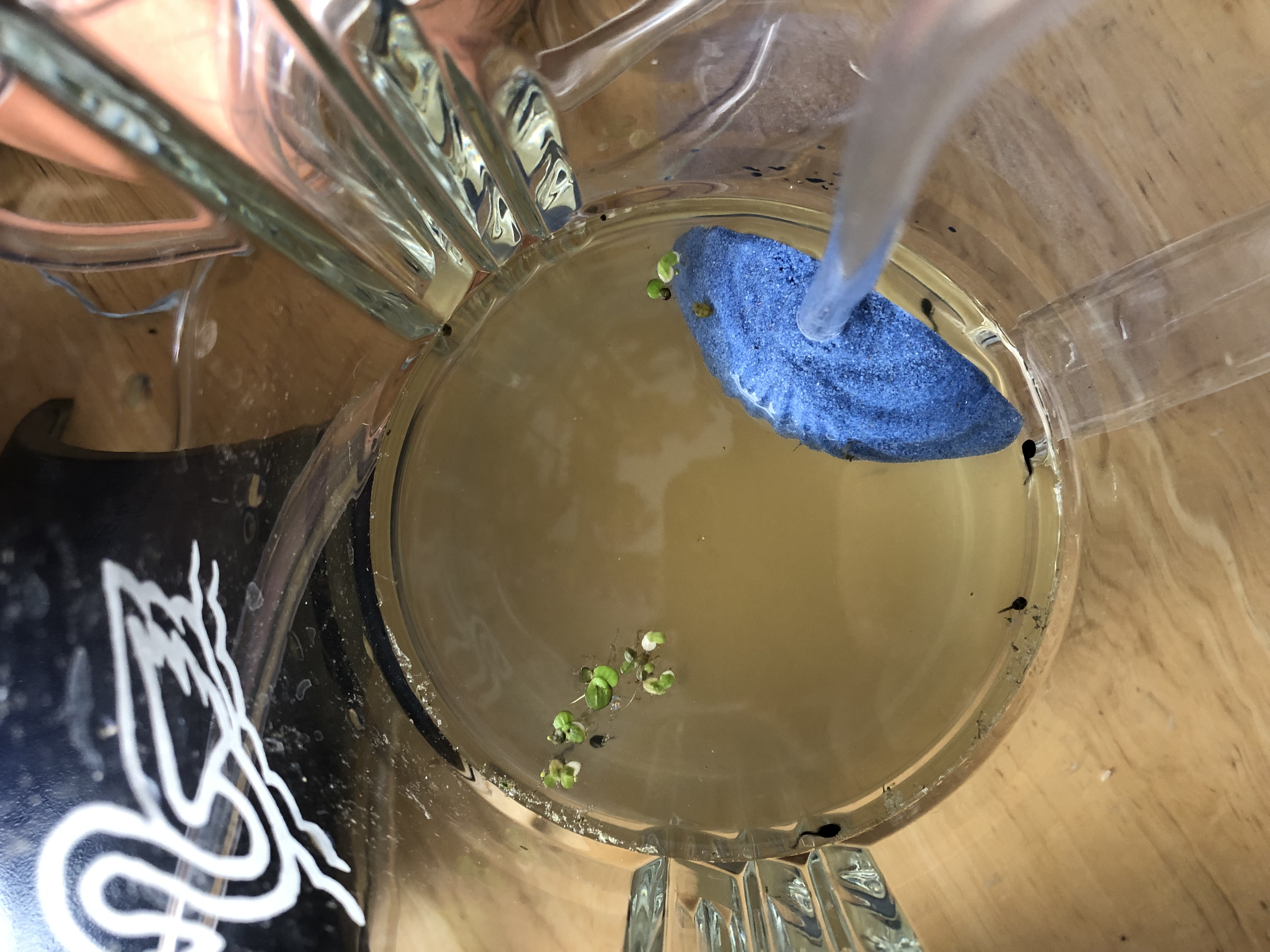 Pitcher tadpoles