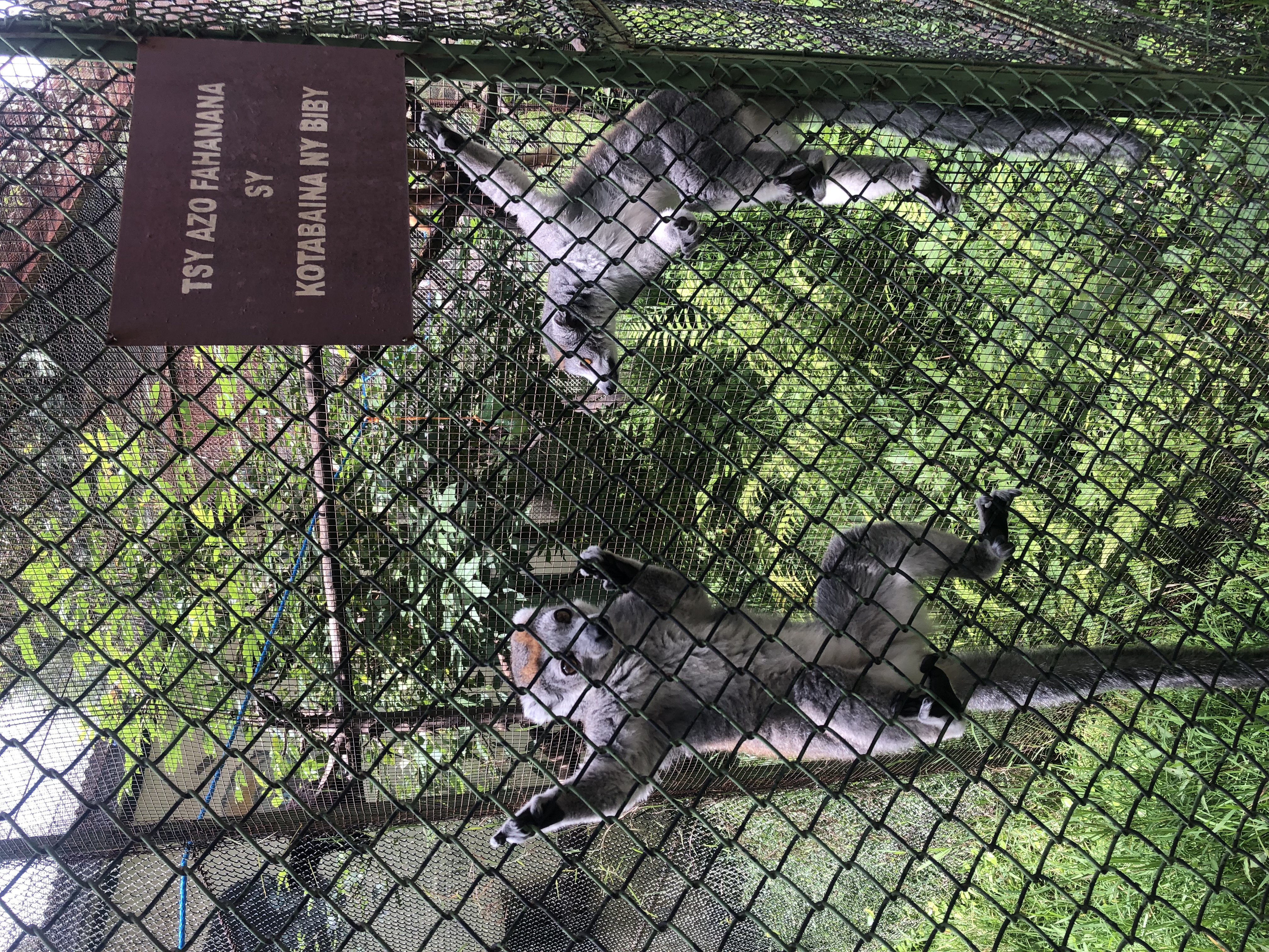 Lemurs at the Zoo